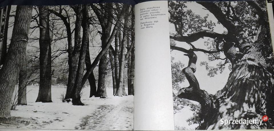 Rośliny chronione w Polsce Władysław Strojny Chełm