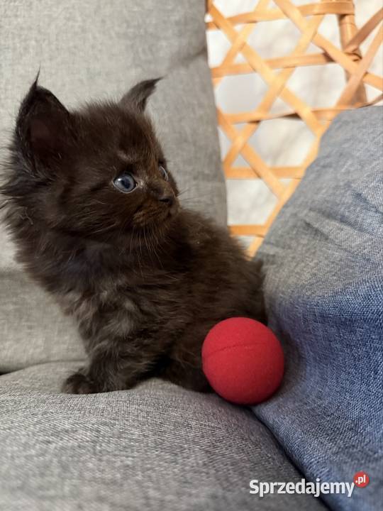 Maine coon kocięta Starogard Gdański sprzedam