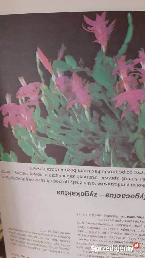 Mieszkamy wśród kwiatów Szczecin