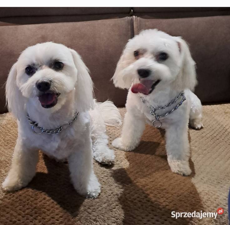 Śliczny Maltańczyk Poręba