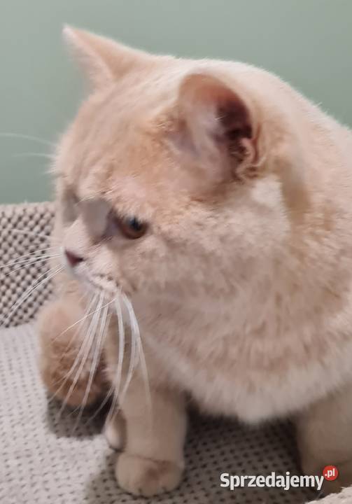 Kocur brytyjski kremowy