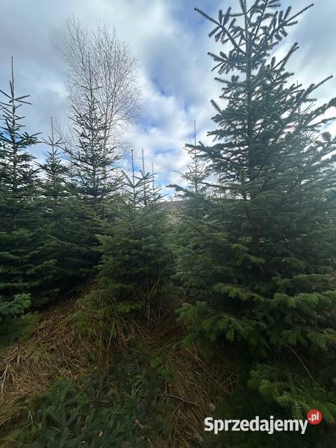 Choinki jodła kaukaska Konary
