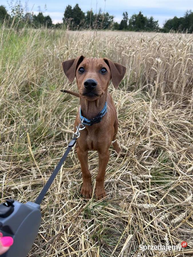 Szczenięta Pinczera Niemieckiego Psy Suwałki sprzedam