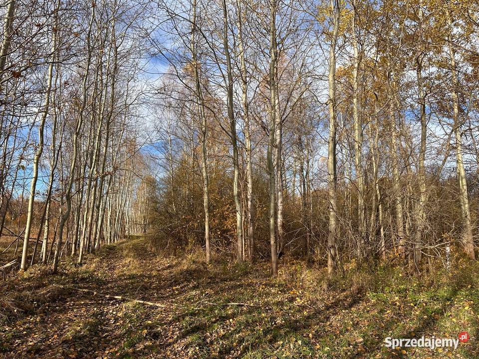 Działka budowlana lubuskie Wymiarki