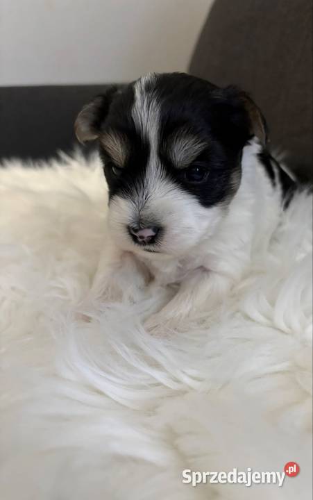 Do Rezerwacji Marshall Yorkshire Terier Biewer wielkopolskie Konin sprzedam