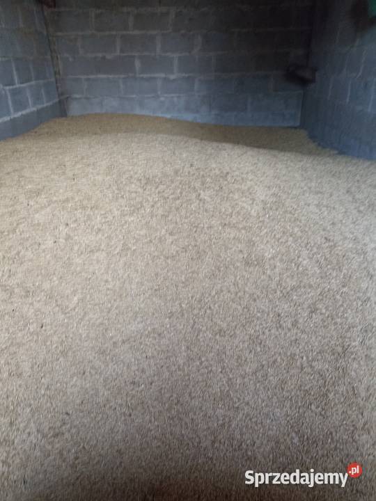 Owies jaryziarno Kębłowice