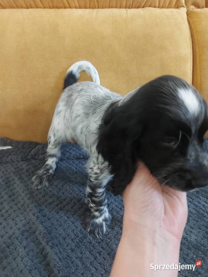 Cocker spaniel angielski