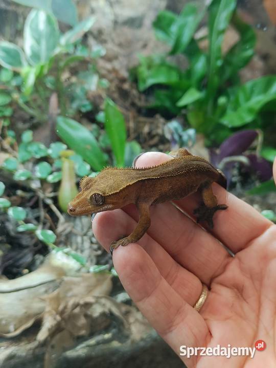 Gekon orzęsiony Correlophus ciliatus Kraków