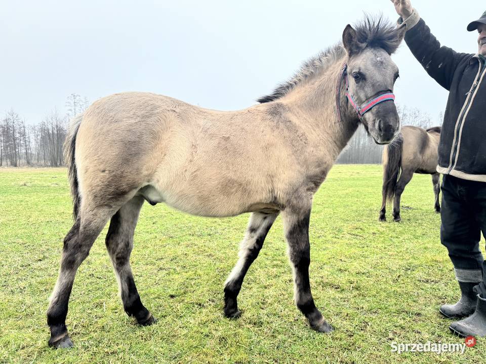 Konik Polski ogier źrebak odsadek mazowieckie Strzegowo