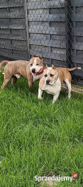 Szczenięta American staffordshire terrier mazowieckie Wyszków sprzedam