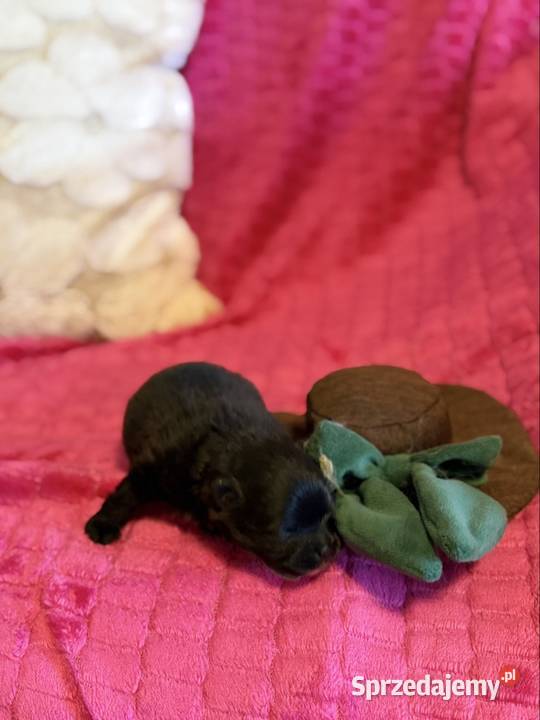 Szpic miniaturowy pomeranian boy Poniszowice