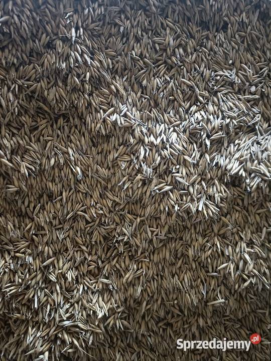 Owies Stare Żukowice