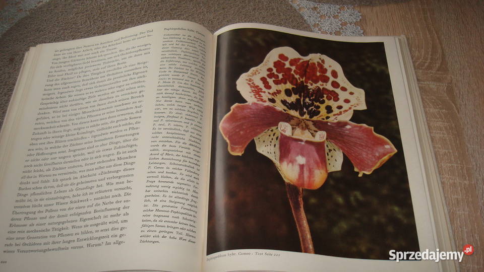 Orchideen Walter Richter Kruszwica