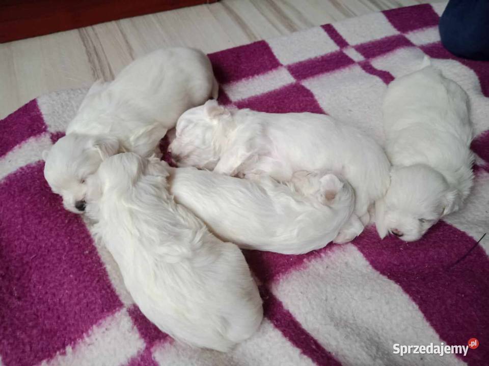 Maltańczyk z rodowodem Będzin sprzedam