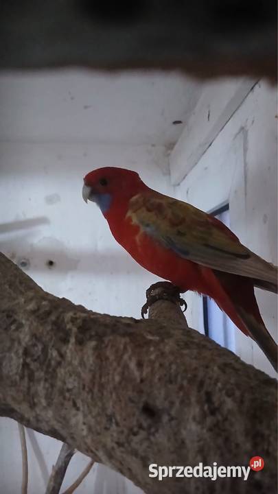 Rozella królewska samica młoda z 2025 opolskie