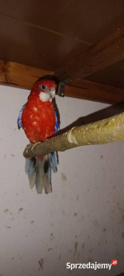 Sprzedam papugi Pierzchnica