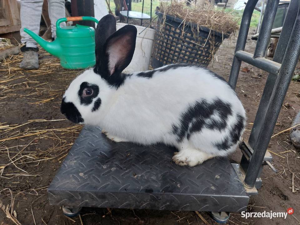 Króliki młode duże Rzeplin