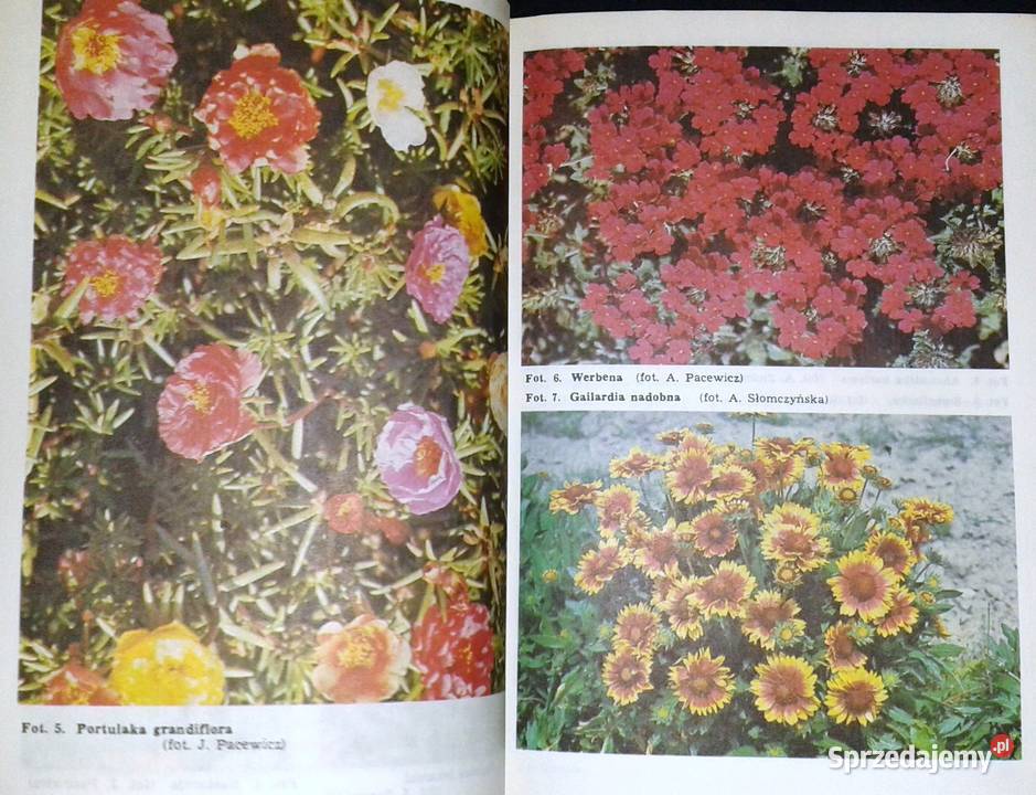 Działka piękny bukiet Izabela Kiljańska lubelskie Chełm