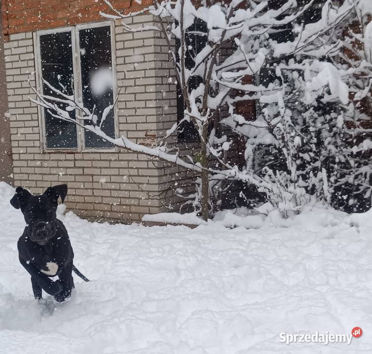 Dog niemiecki małopolskie Słopnice