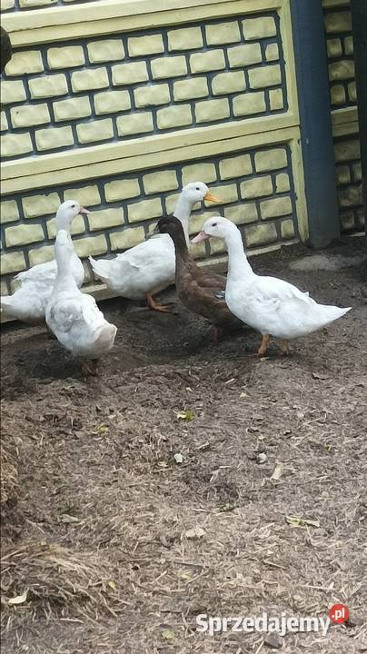 Duże kaczki odchowane tegoroczne Iłża