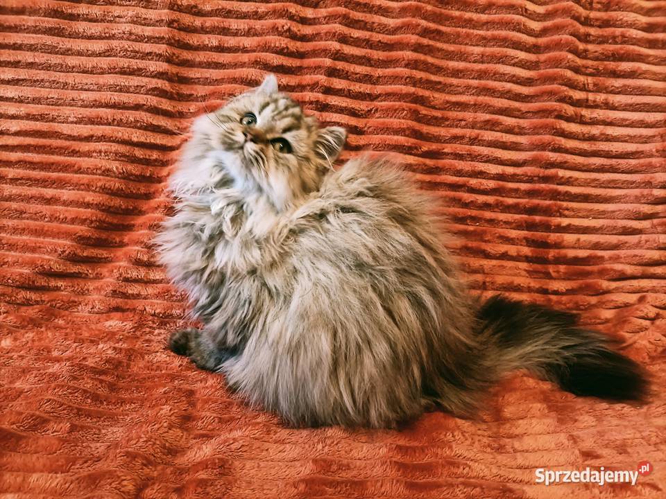 Kot brytyjski kotka brytyjska długowłosa point Kraków