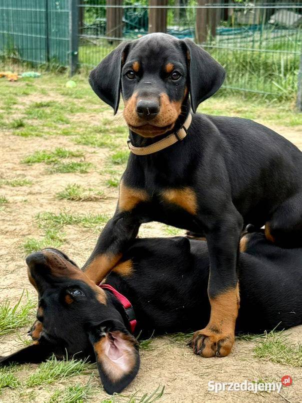 Szczenięta dobermana Championie z doskonałym Psy