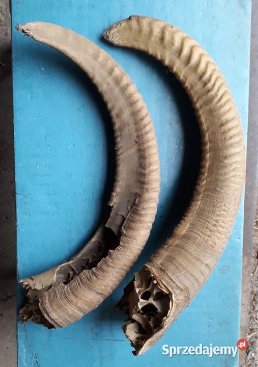 Rogi jakiegoś niezidentyfikowanego zwierzaka 32 Kraków