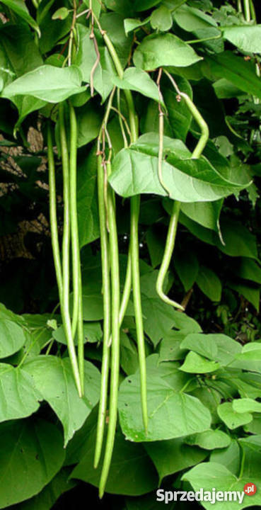 SURMIA WIELOKWIATOWA Katalpa sadzonki PROMOCJA kujawsko-pomorskie Ustronie sprzedam