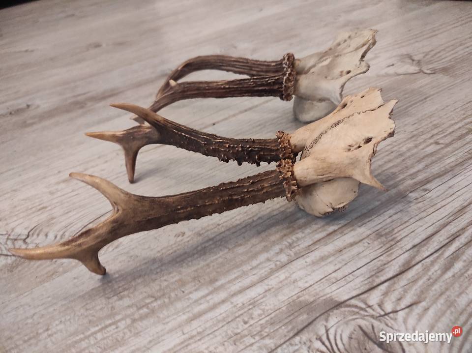 Poroza parostki sprzedam