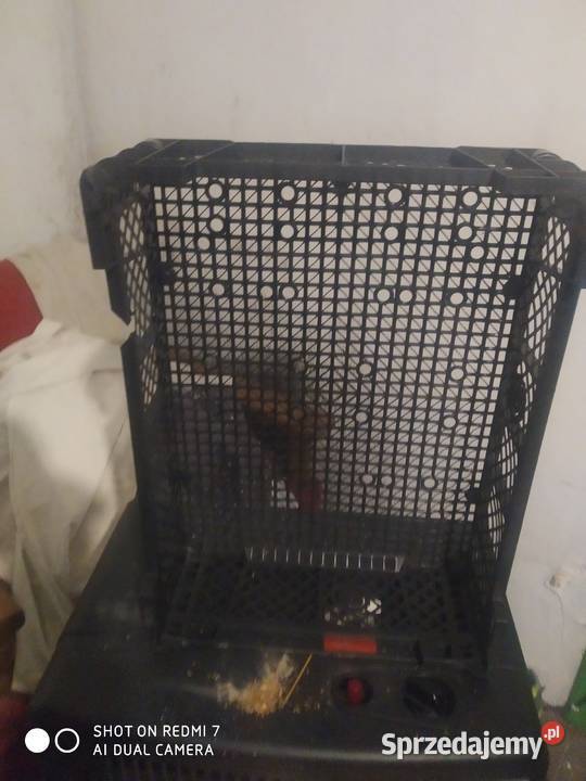 Skrzynki plastikowe na pieczarki