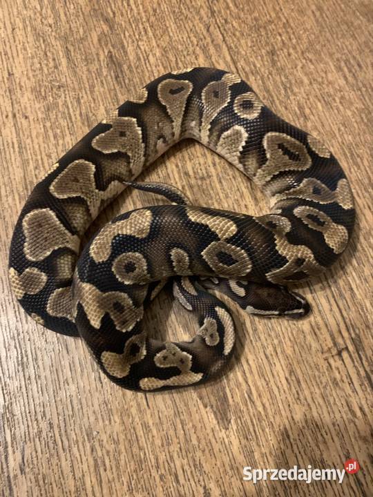 Pyton królewski Racibórz
