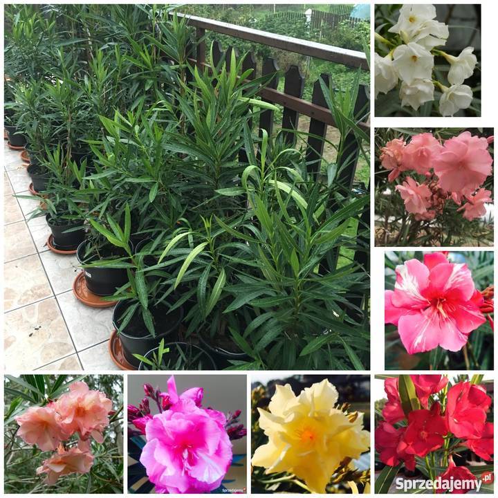 Sadzonki oleander Brzeźnica