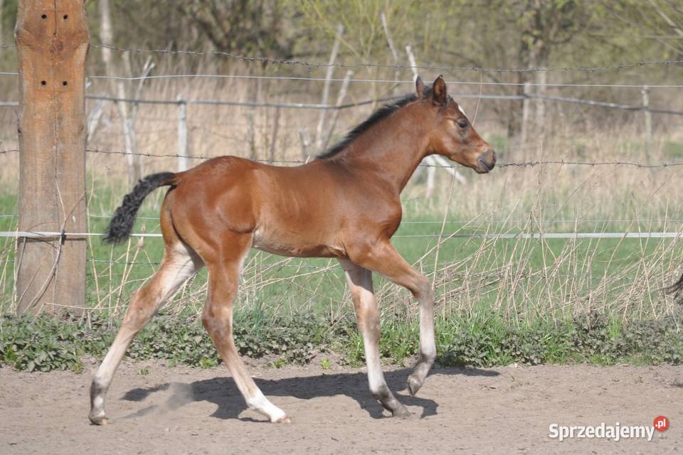 JATAGAN źrebak małopolski Konie Mogielnica