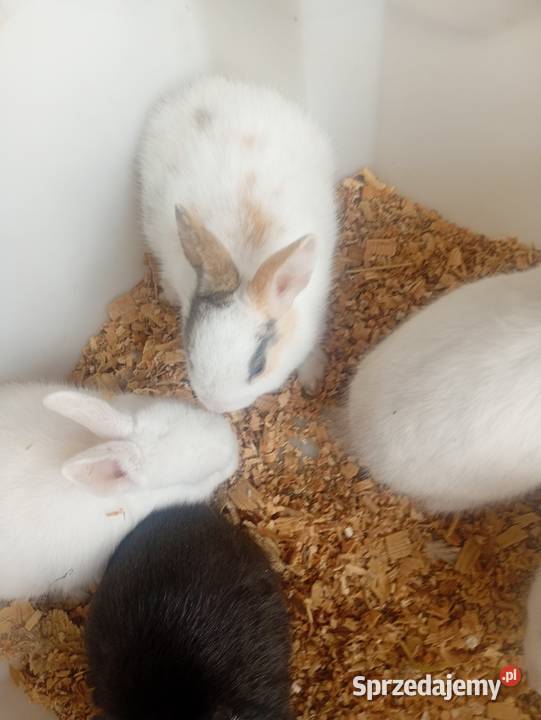 Mini króliczki karzełki i inne Wrzesiny sprzedam