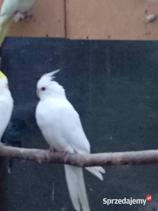 Sprzedam nimfę Tłuszcz sprzedam