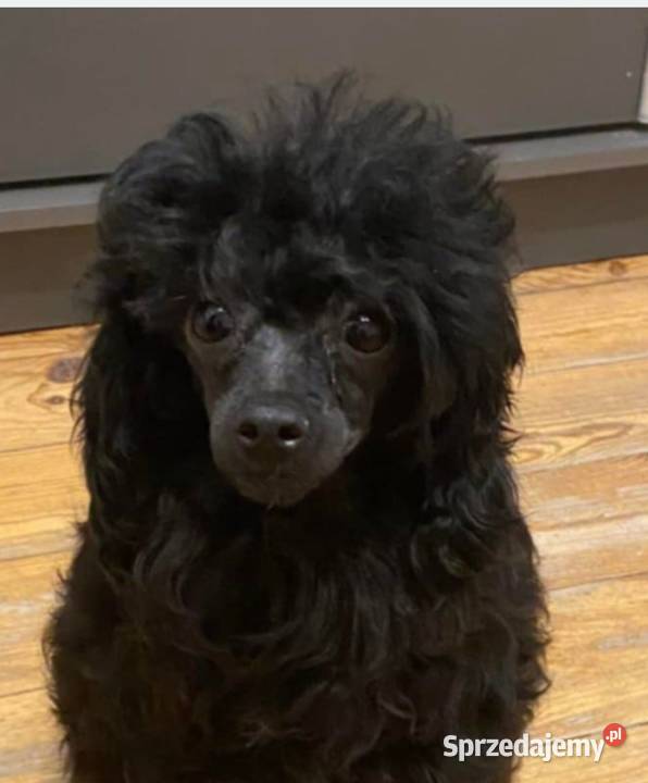 Pudel toy suczka czarna Wyszków