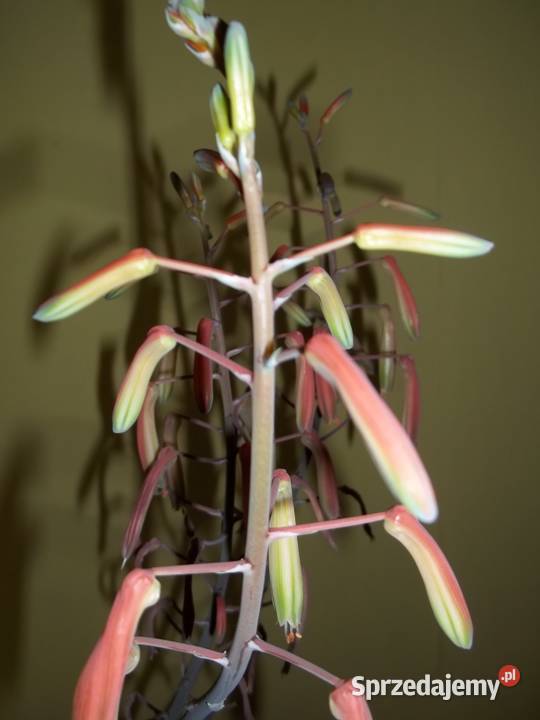 Kwiaty Aloes ościstyAloes leczniczy Rośliny sprzedam