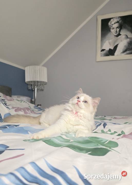 Urocza Lilly kotka hodowlana do hodowli FPL Fife Uścikowo