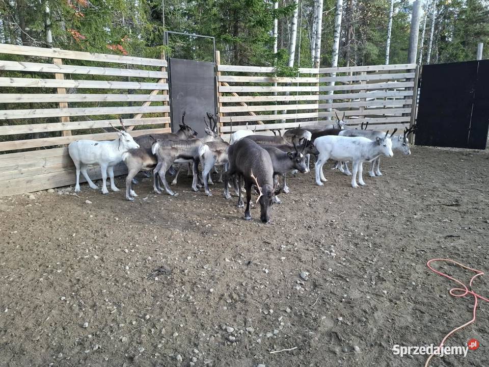 Sprzedam renifera Skandynawia Reindeer Łomża