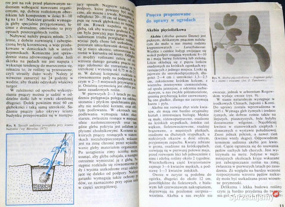 Pnącza ozdobne w ogródku Bluszcz powojnik M Pozostałe Chełm