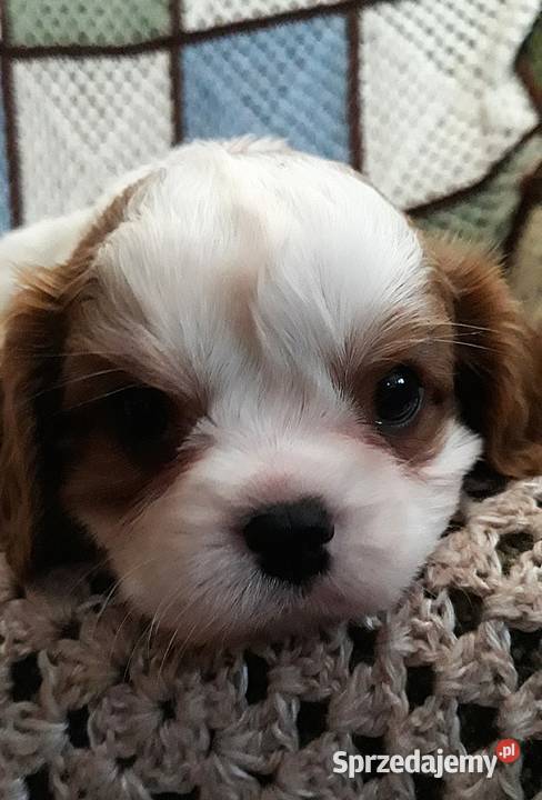 Chłopczyk cavalier k ch spaniel z przewagą Rzeszów