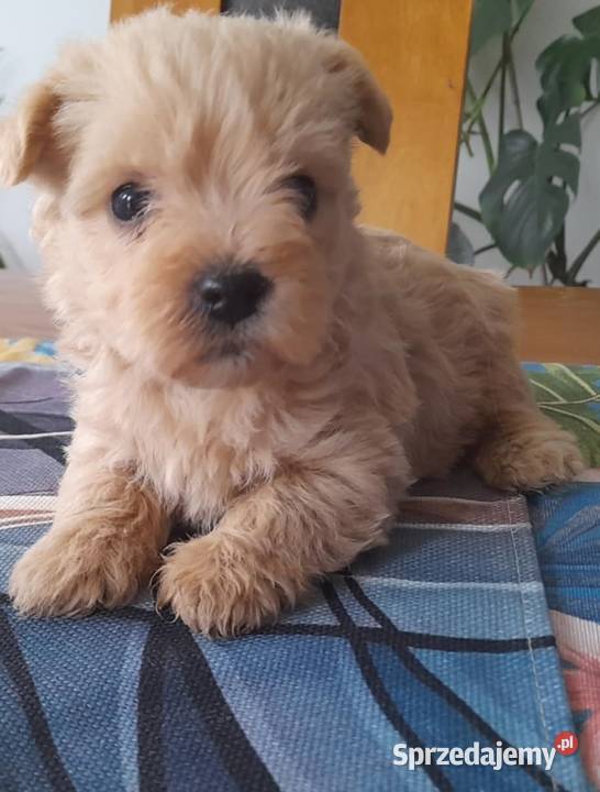 Westiepoo Pudel toy
