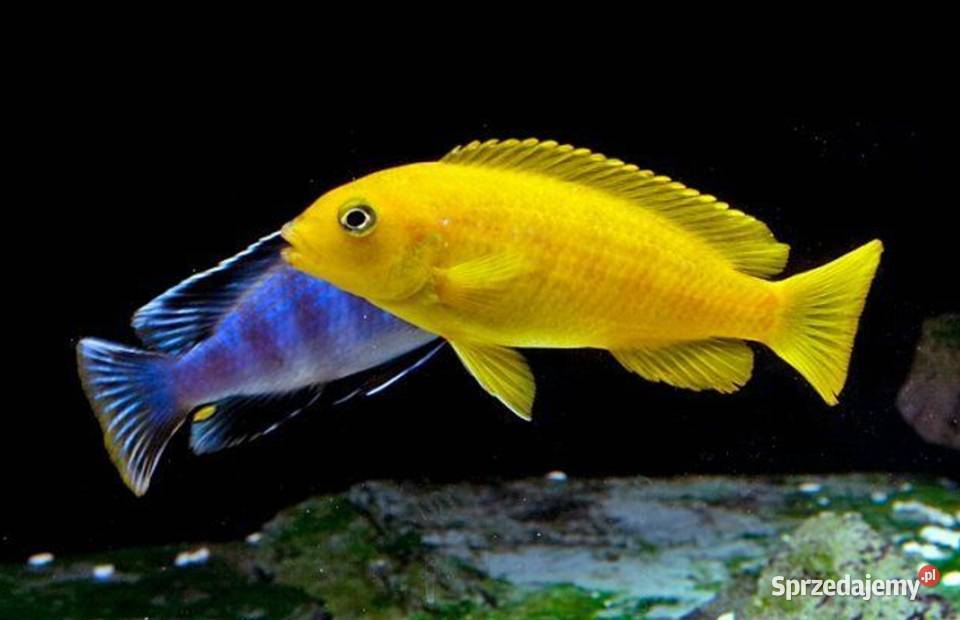 Pyszczak Saulosa Chindongo saulosi BEZPIECZNA Gdańsk