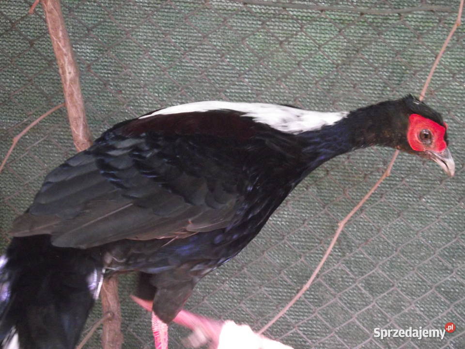 Kiśćiec Tajwański Mościsko sprzedam