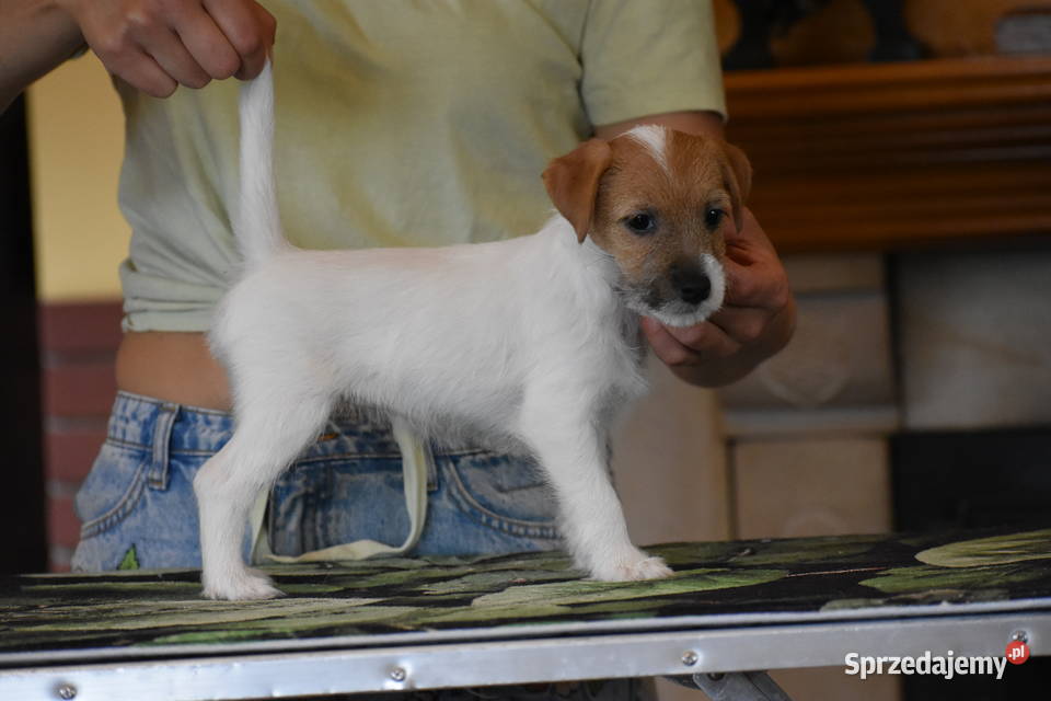 Piękne szczenięta Parson Russell Terrier rodziny Czarny Bór