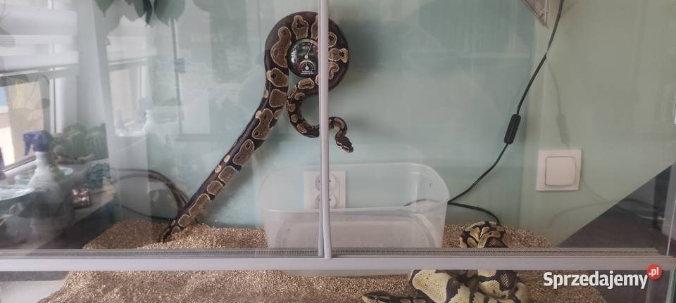 Pyton królewski CLASSIC Bochnia