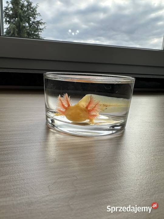 Axolotl Aksolotl Salamandra Meksykańska