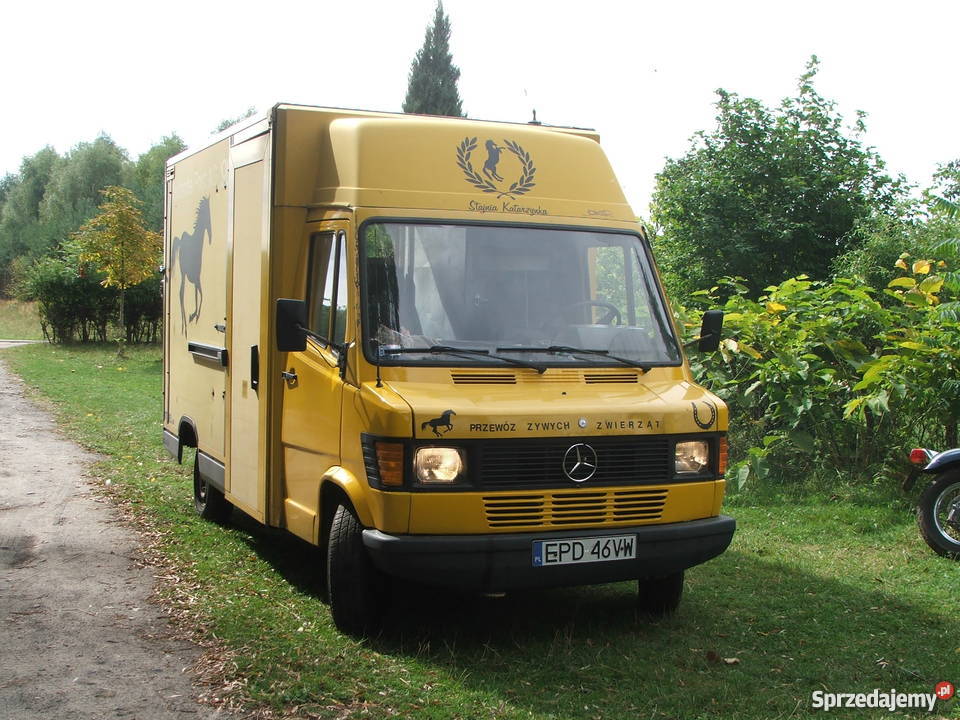 Transport przewóz koni Poddębice