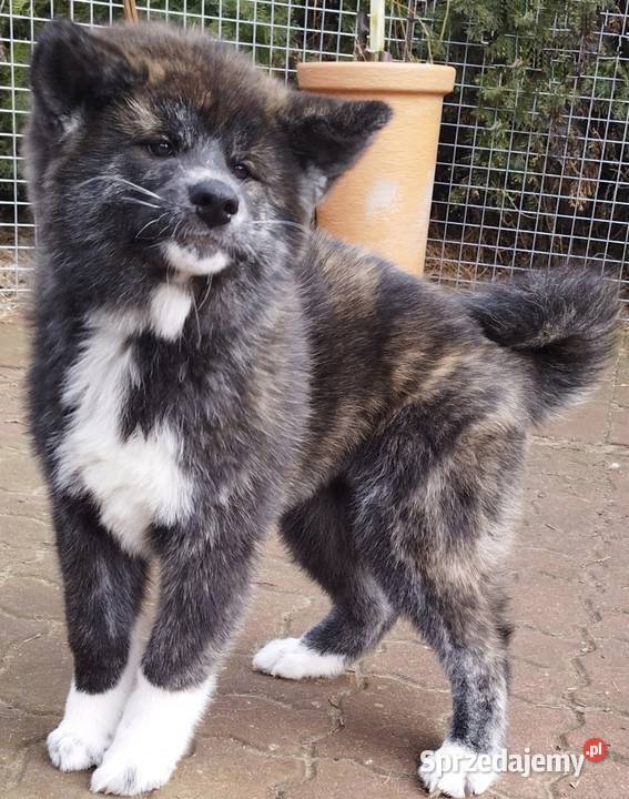 Akita inu pręgowana Rajszew sprzedam