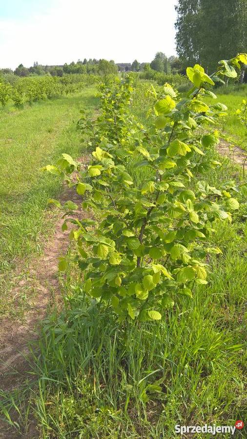 Leszczyna kataloński trapezundski webba Lubartów